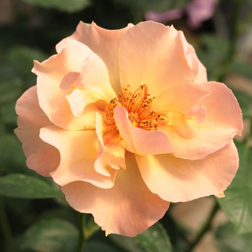 Rosa Persian Sun™ - arancione - rose floribunde